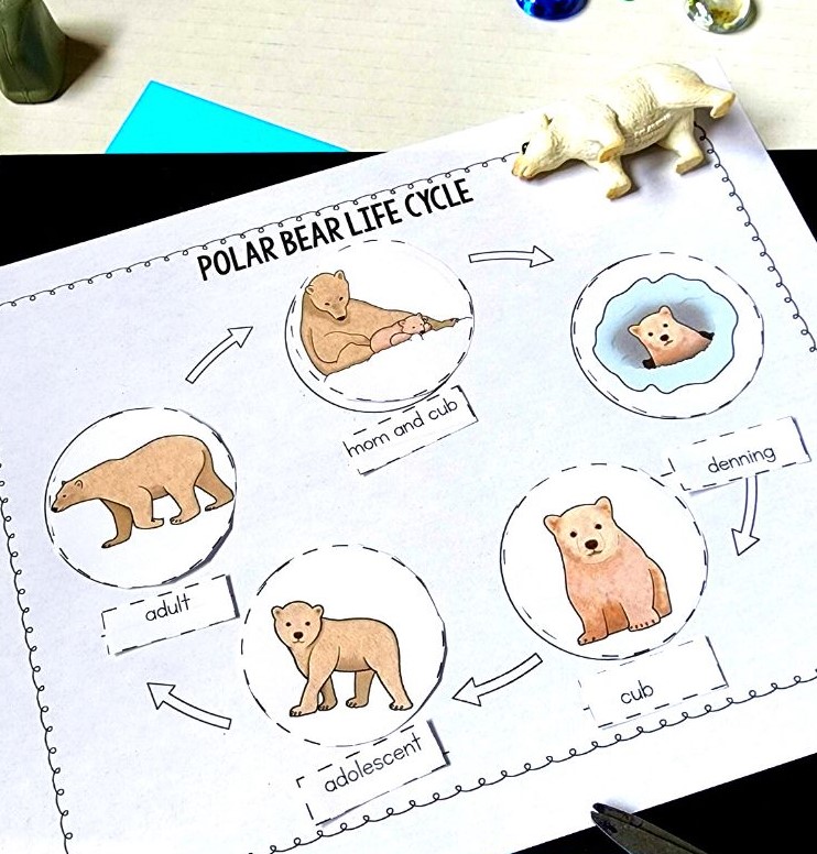 polar bear lifecycle worksheet