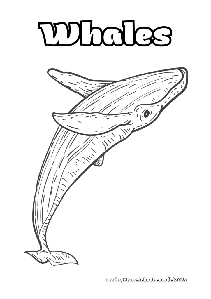 Whales Coloring Page