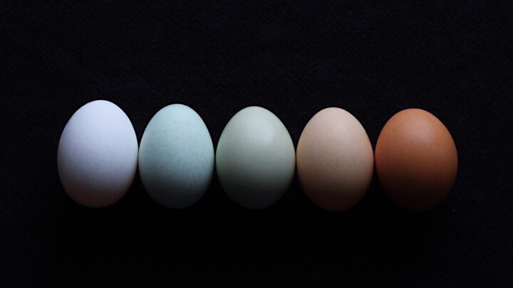 Image for Chickens In The City