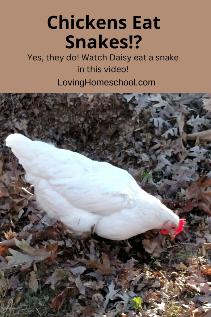 Chickens Eat Snakes! Pinterest Pin