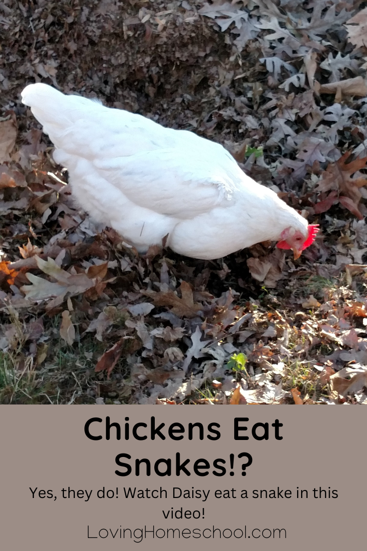 Chickens Eat Snakes! Pinterest Pin