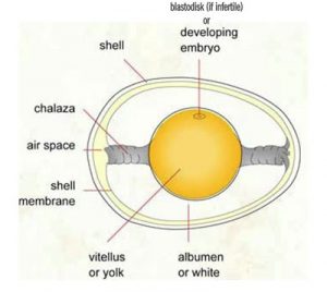 Image for How a Hen Makes an Egg & Egg Oddities.