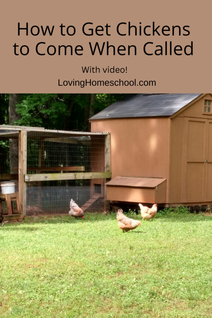 How to Get Chickens to Come When Called Pinterest Pin