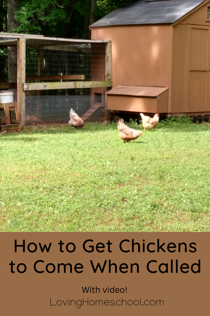 How to Get Chickens to Come When Called Pinterest Pin