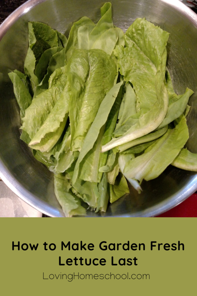 How to Make Garden Fresh Lettuce Last Pinterest Pin