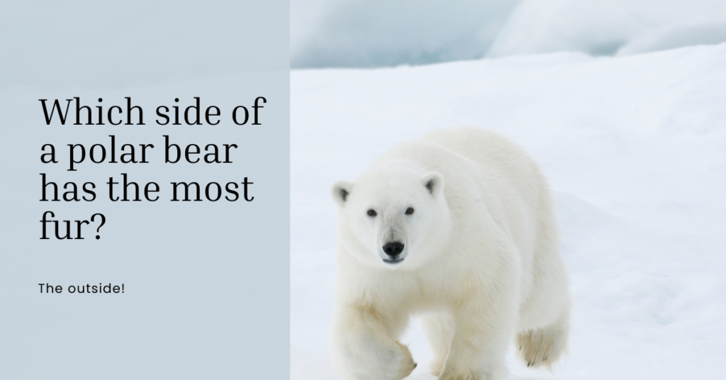 which side of a polar bear has the most fur joke and picture