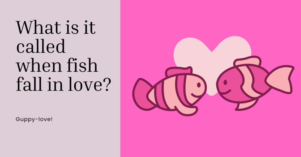 What is it called when fish fall in love q and a with picture of 2 fish.