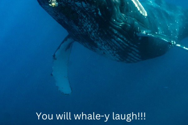 118 Whale Jokes for Kids Pinterest Pin