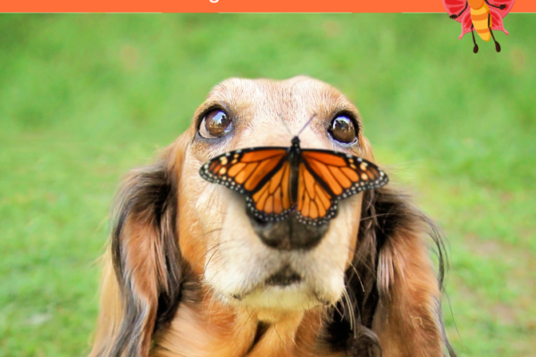 148 Butterfly Jokes for Kids Pinterest Pin