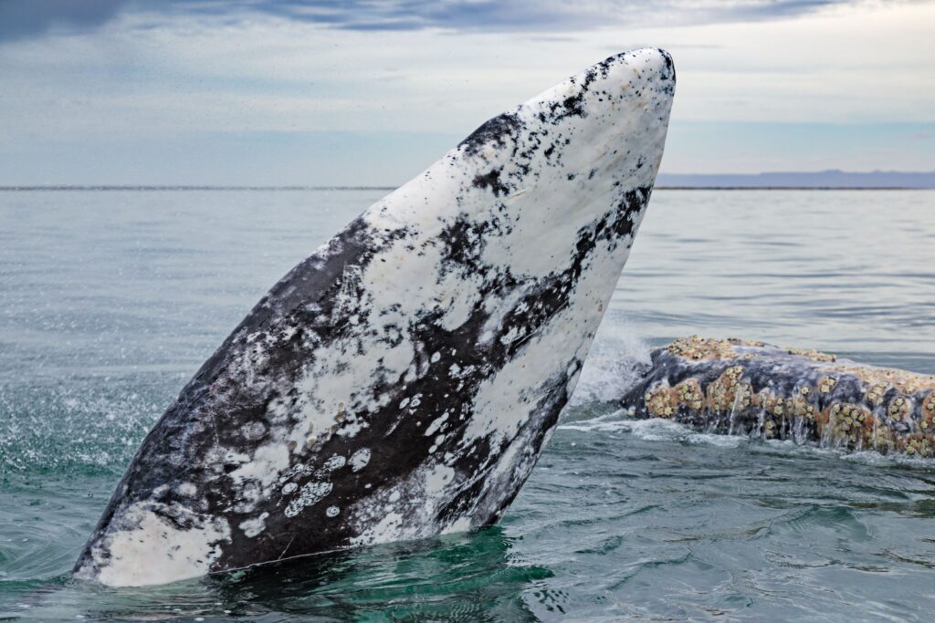 large whale coming out of the water