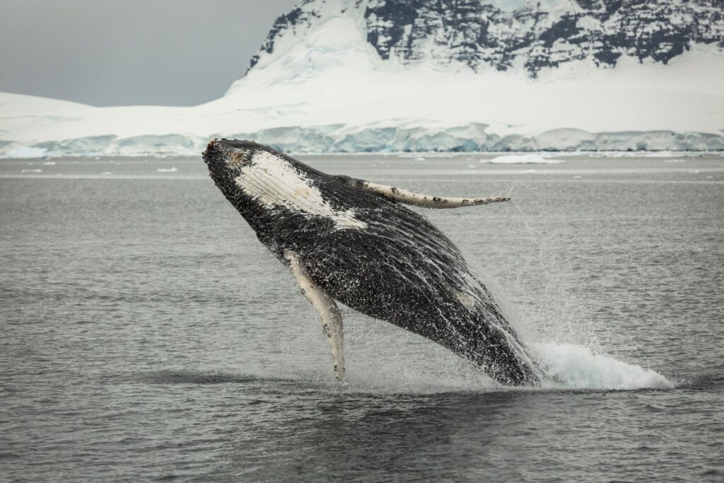 a large whale jumping out of the water at an angle with icy shoreline behind it.