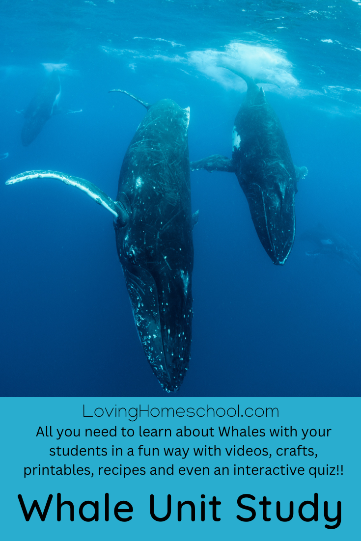 Whale Unit Study Pinterest Pin