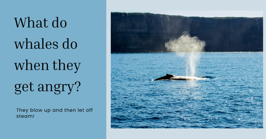 What do whales do when they get angry Q&A