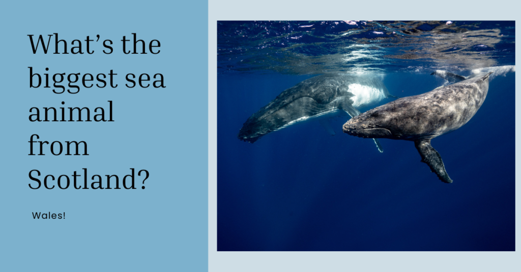 What’s the biggest sea animal from Scotland Q&A