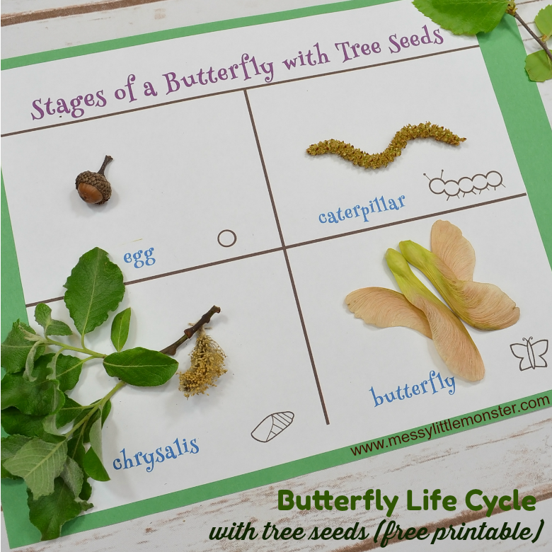 butterfly-life-cycle-seed-printable