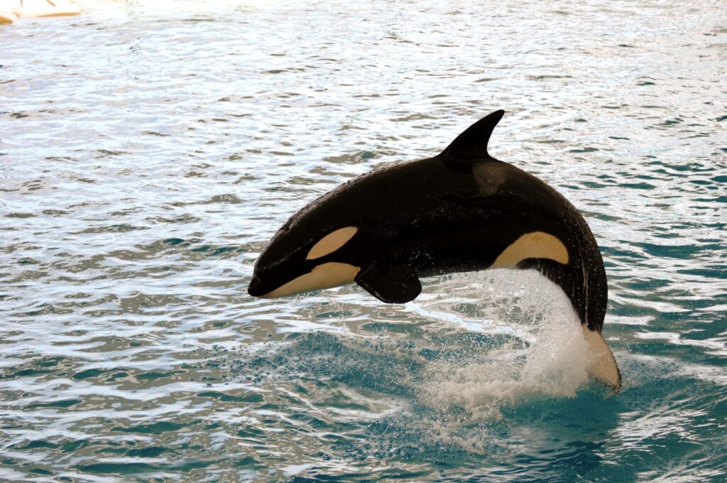 killer whale jumping out of the water