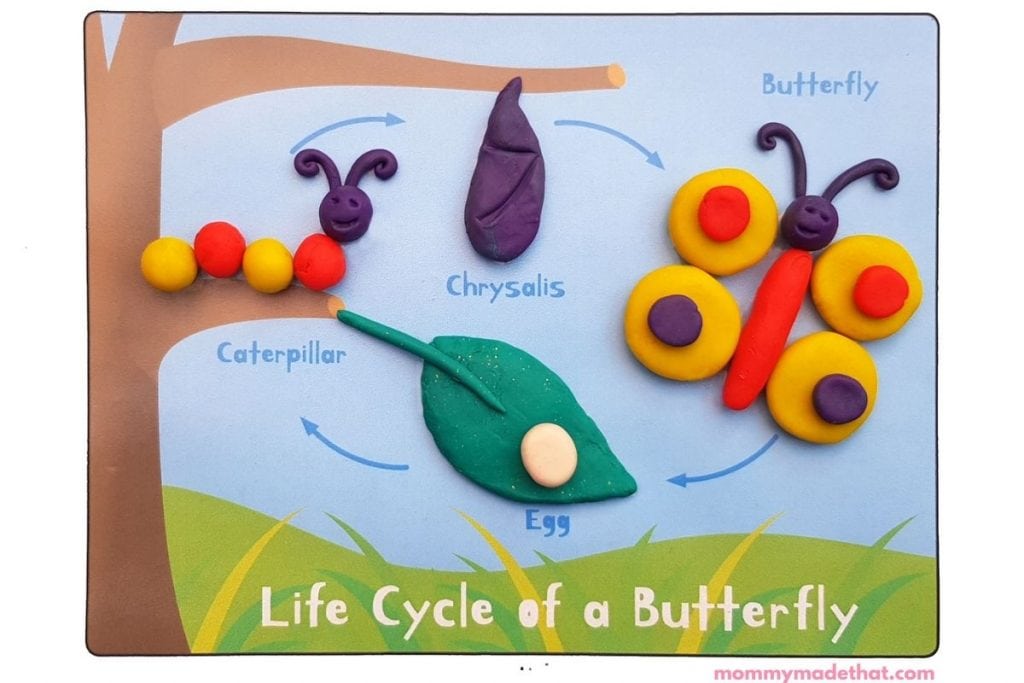 lifecycle-of-butterfly-printable