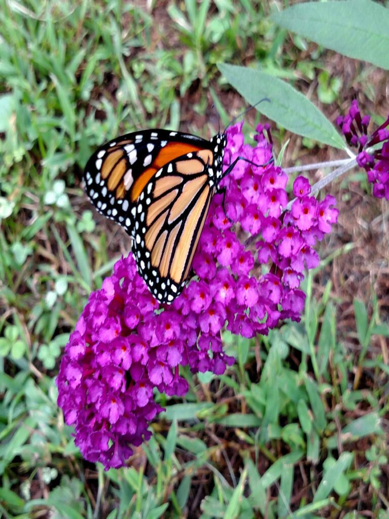 monarch butterfly on purple butterfly bush