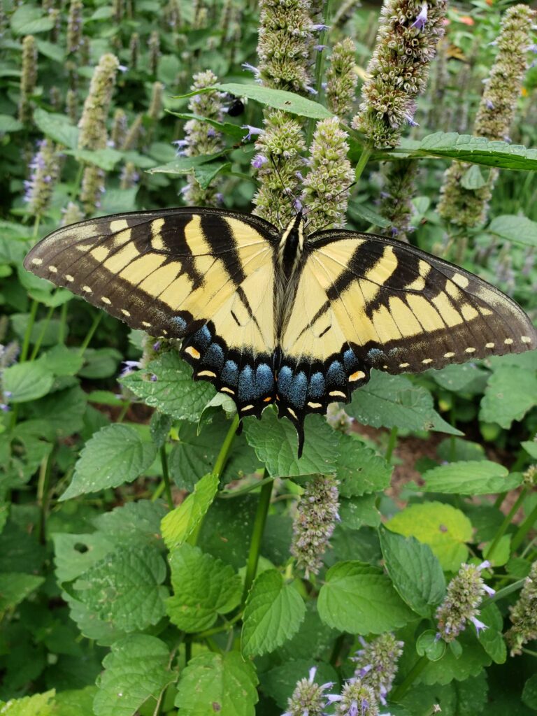 yellow swallowtail butterfly on agastache