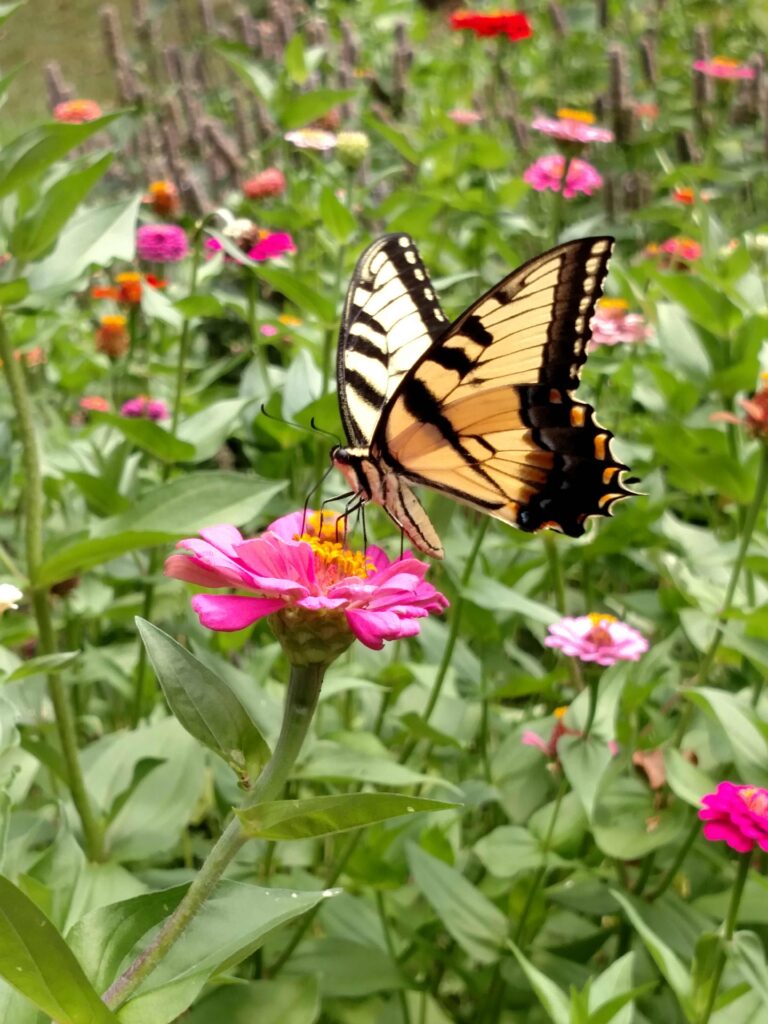 yellow swallowtail butterfly on purple zinnia