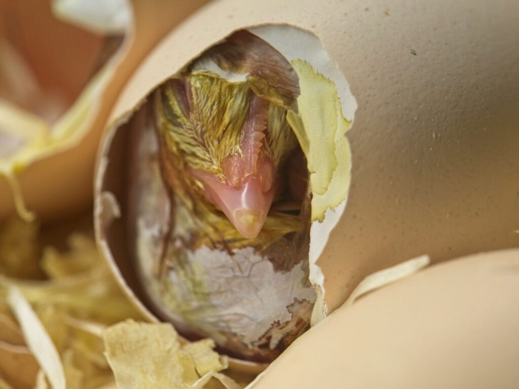 chick partially hatched from a light brown egg