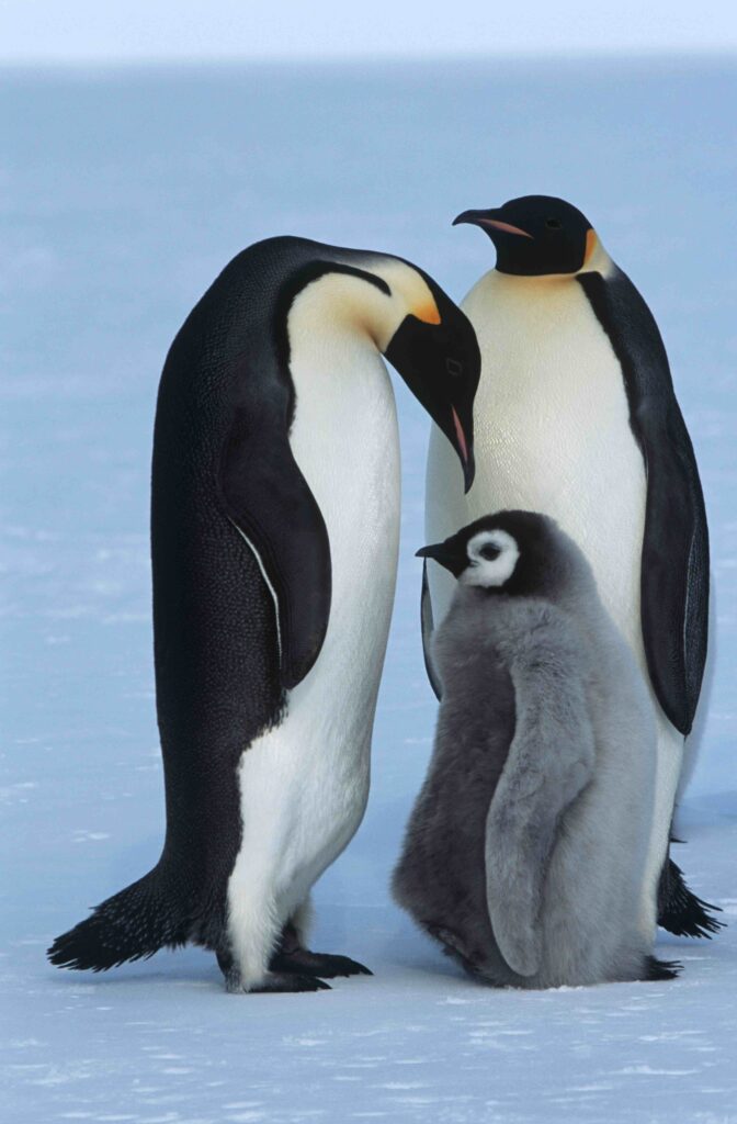 2 parent penguins with a gray chick half their size