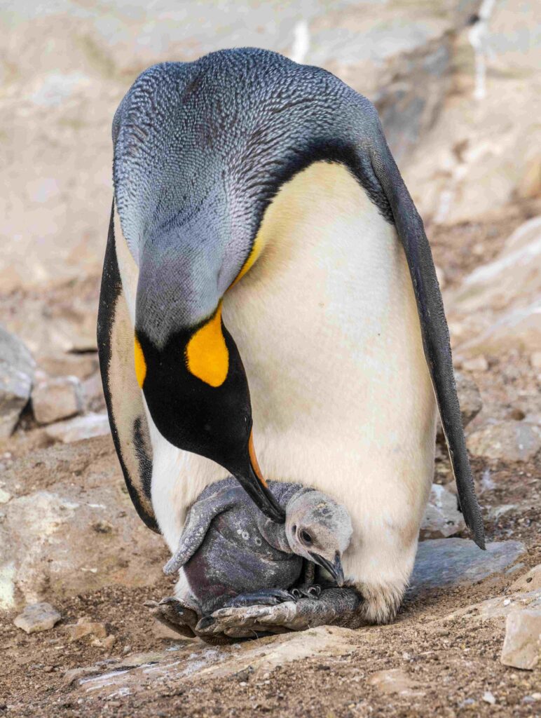 a penguin chick sitting on its parent's feet