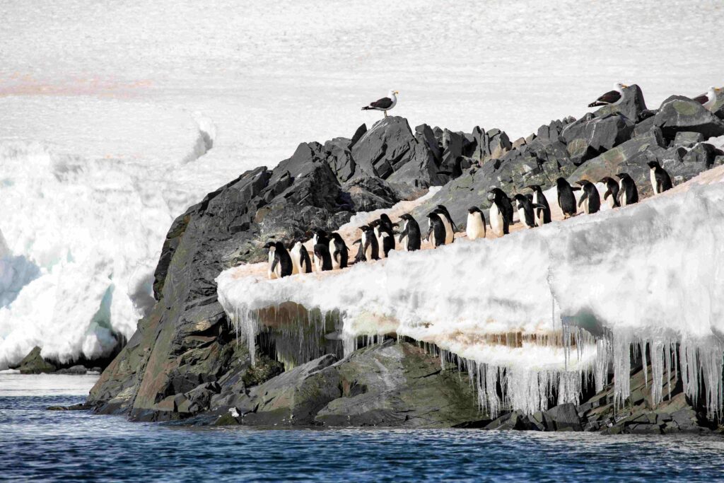 many penguins on an iceberg