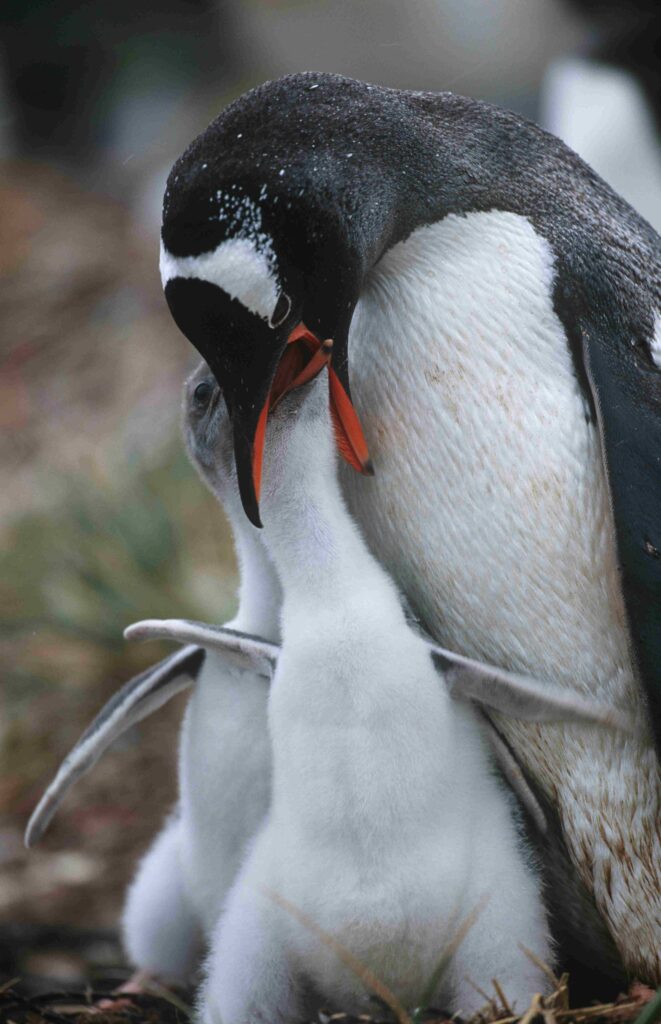 parent penguin feeding a chick