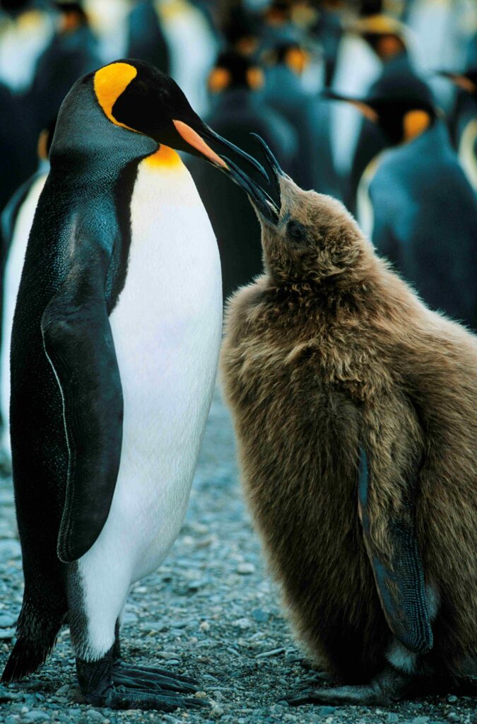 parent penguin feeding a large brown chick