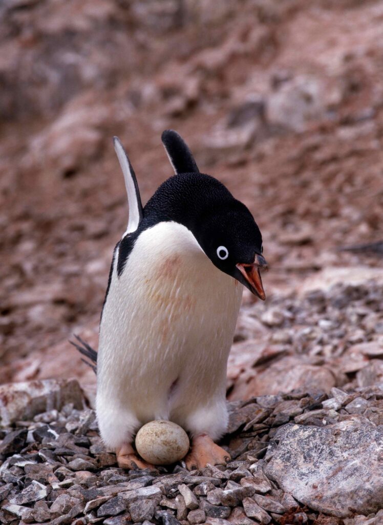 penguin with egg