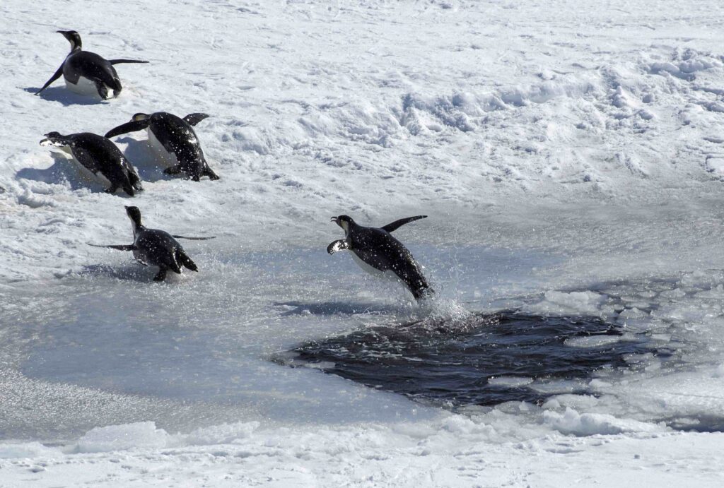 penguins jumping out of the water onto the ice