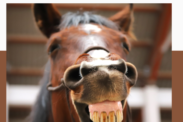 122 Horse Jokes for Kids Pinterest Pin