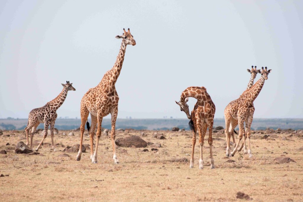 5 giraffes walking over short brown grass