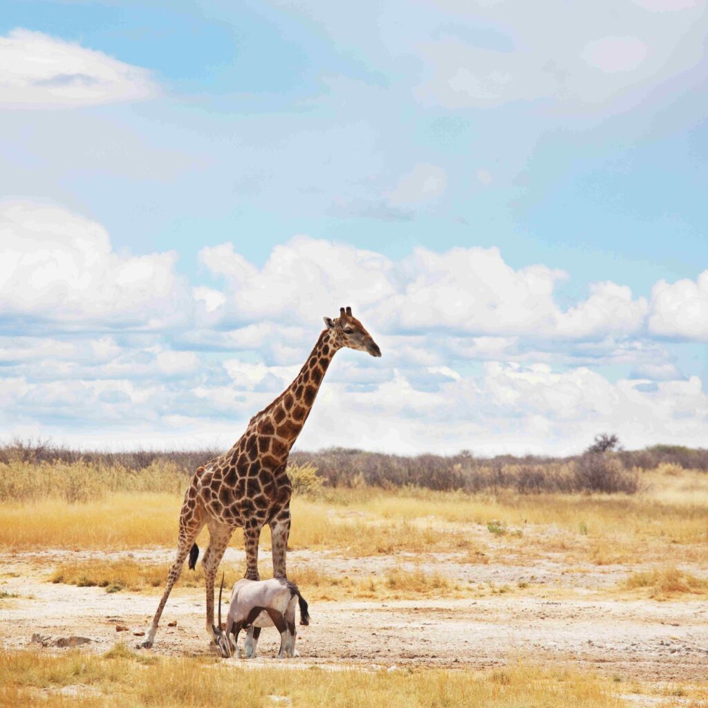 a giraffe and antelope in the African grasslands