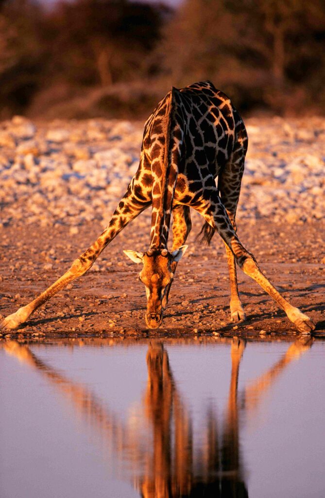 a giraffe drinking with its front legs spread