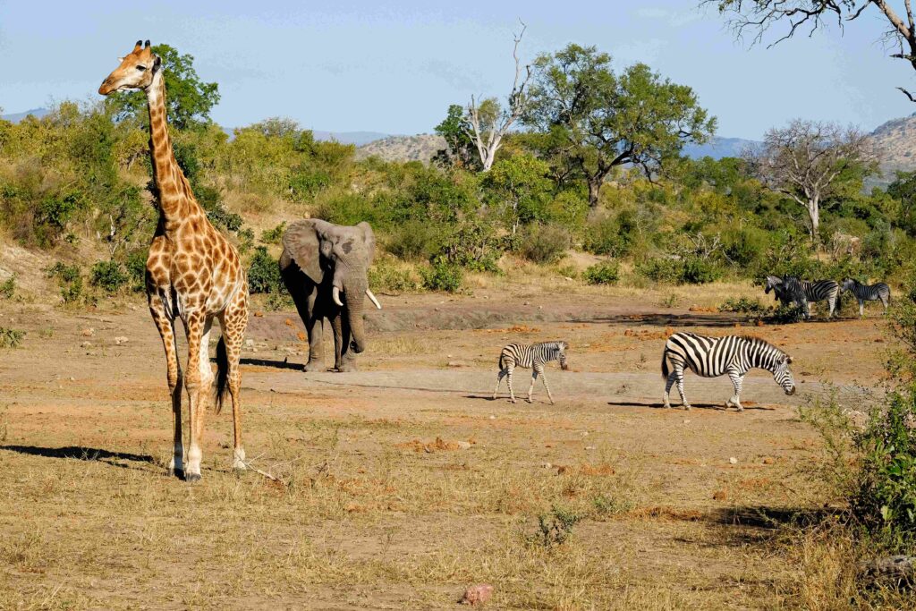 a giraffe, elephant and several zebras