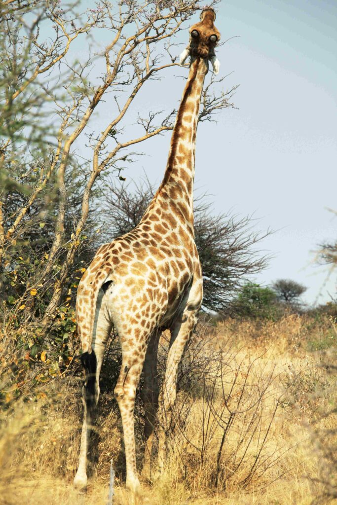 a giraffe reaching high to eat from an acacia tree