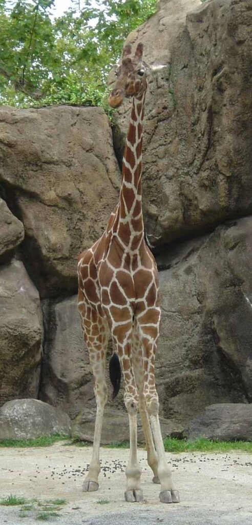 giraffe standing in front of a rock wall at a zoo