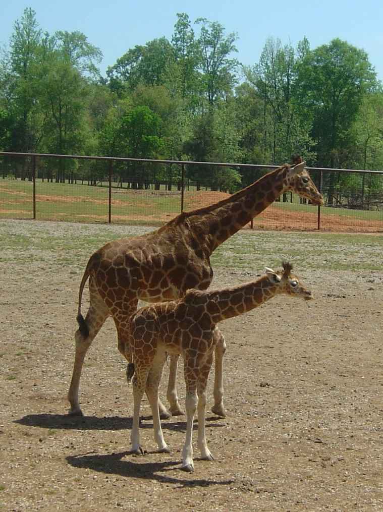 mother and baby giraffe in fenced area at a zoo