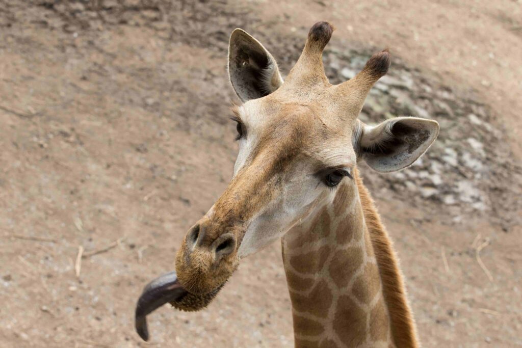 the head of a giraffe with its tongue sticking out