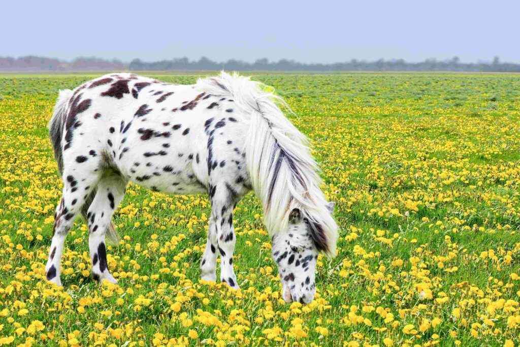 a beautiful white horse with small black spots in a green field full of yellow dandelions