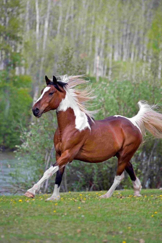 a brown and white horse running in grass