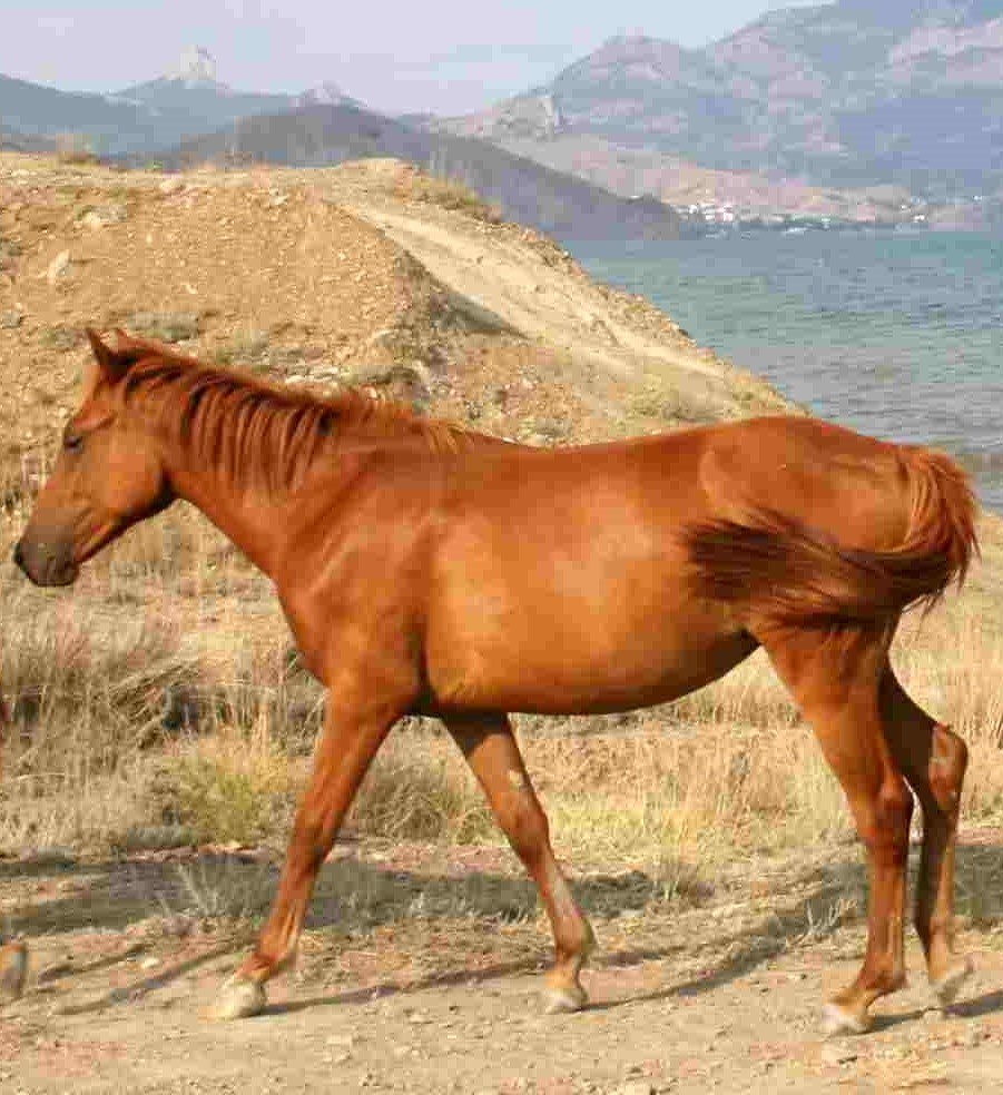 a brown horse walking in the sand next to the sea