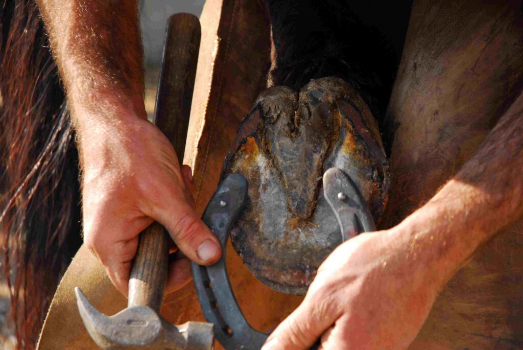 a farrier showing the bottom of a horse's hoof and holding a horseshoe up to it