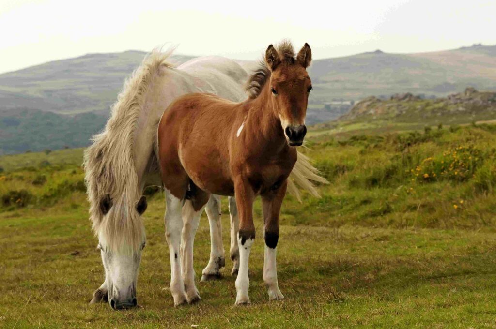 a white and a brown horse on a green hillside