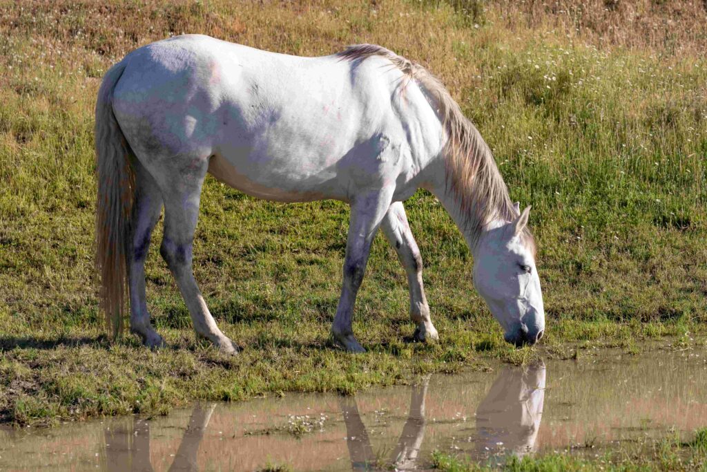 a white horse in grass next to some water