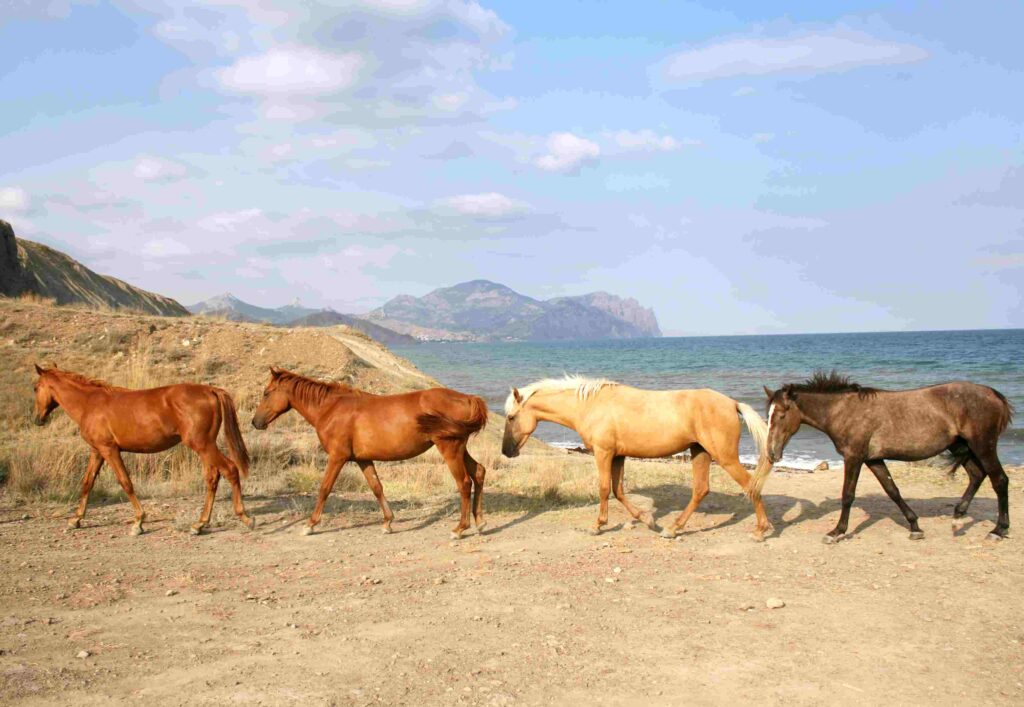 four horses in dirt walking by the sea