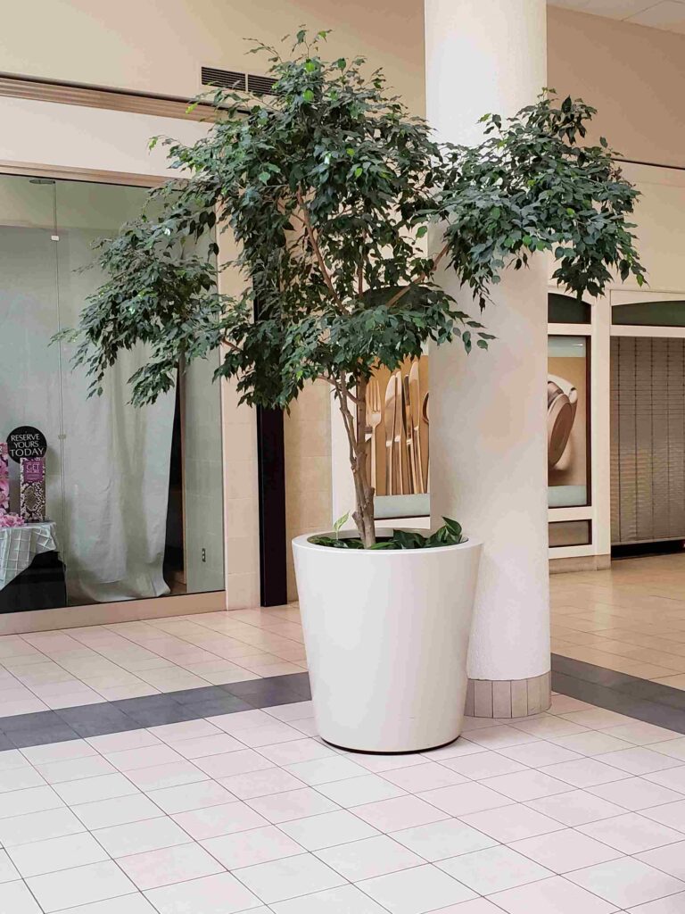 a potted tree in a mall