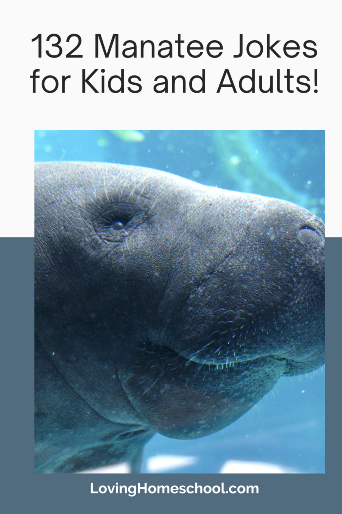 132 Manatee Jokes Pinterest Pin